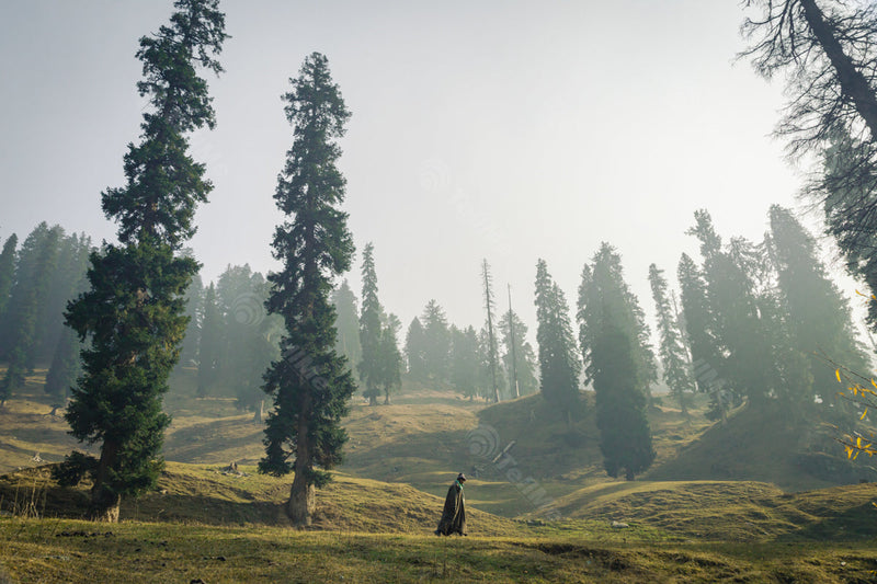 Man in the Mountain Valley: A Walk Amongst Green Pastures and Tall Trees in Aharbal valley in Kashmir, India
