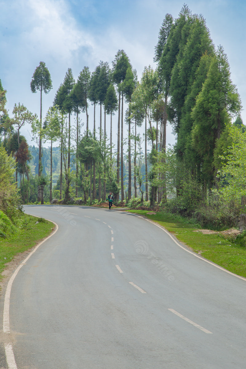 Winding Path Through Towering Evergreens in Cherrapunji, Meghalaya, India