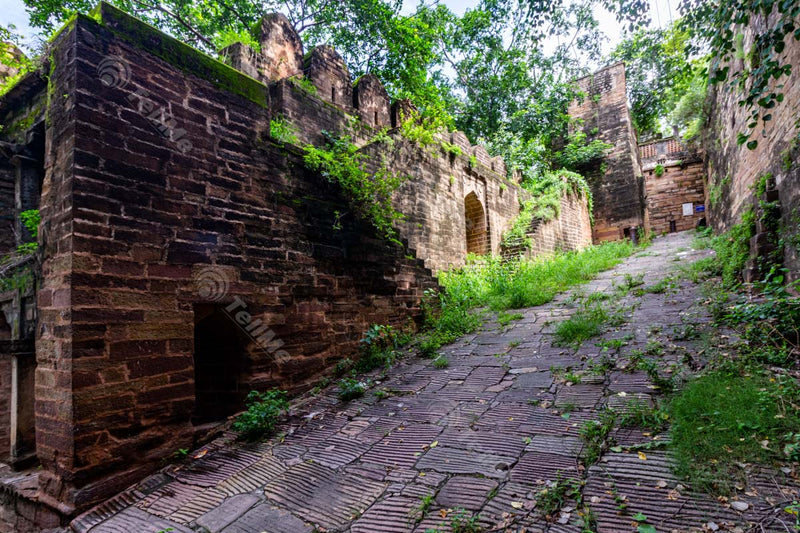 Nature's Reclamation: Pathway to Chunar Fort Ruins, Banaras, Uttar Pradesh