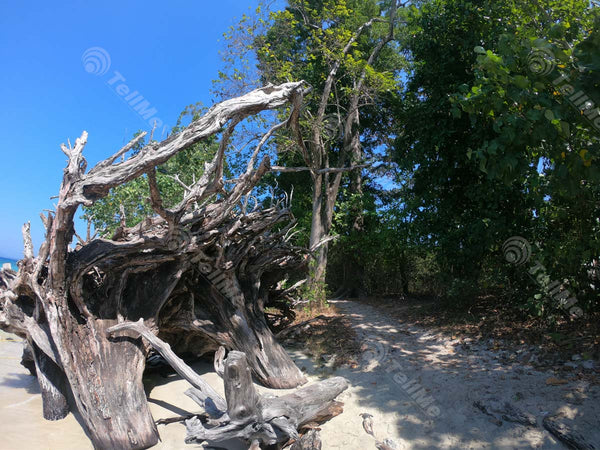 Nature's Tapestry: Driftwood and Serene Shades at Elephant Beach, Andaman Islands