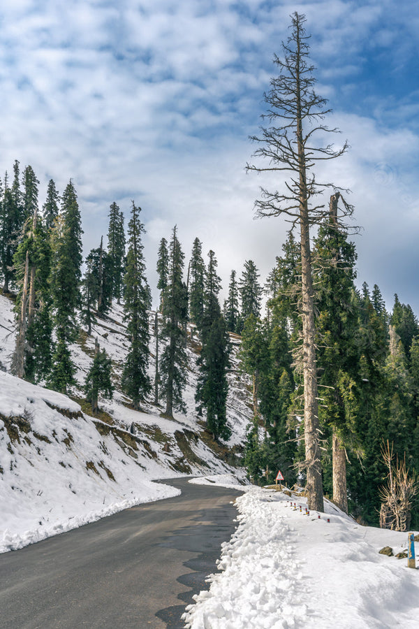 Amazing View of Guldanda Road: Snowy Pasture and Trees in Bhaderwah, Jammu in India