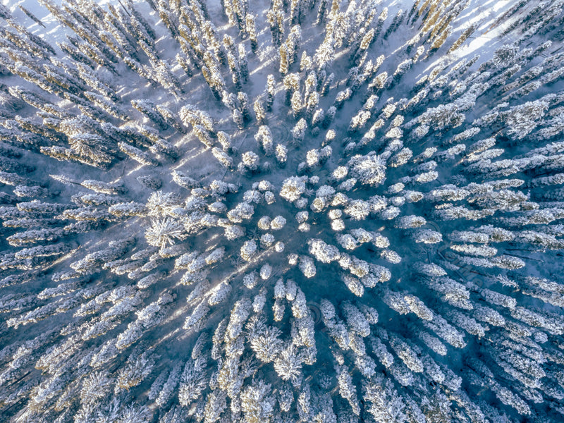 Snowy Treetops: Top View of Snow-Covered Trees - Gulmarg, in Kashmir, India