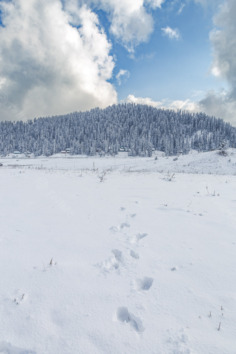 Winter Wonderland: Snow-Laden Trees and Overcast Sky in Gulmarg, Kashmir, India