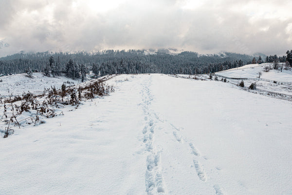 Snowy Aerial View: Skiing Pasture and Snow-Covered Trees under overcast Sky in Gulmarg, Kashmir, India