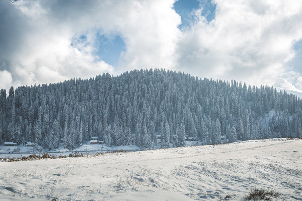 Aerial View of Winter Forest Pine trees and Pasture under overcast Skies in Gulmarg, Kashmir, India