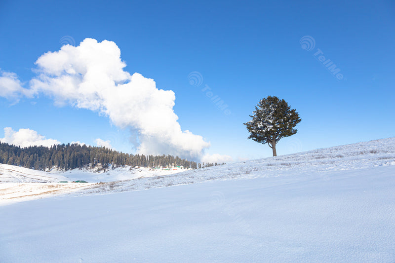 Snowy Landscape: Lone Tree in Winter Sky in Gulmarg, Kashmir, India