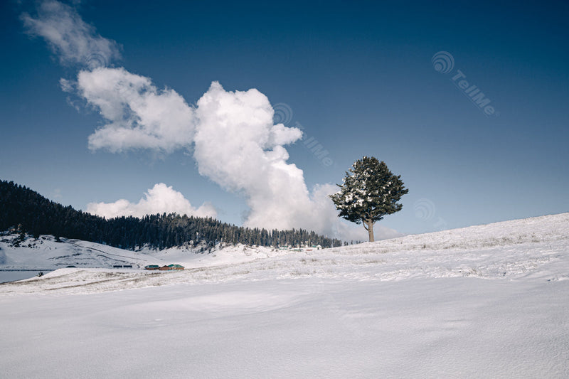 Snow covered tree and a wonderful snowy landscape to explore in Gulmarg, Kashmir, India