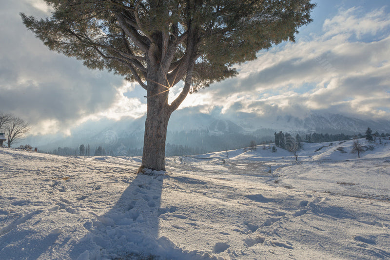 Serene Winter Scene: Sunbeams through Snowy Pasture - Gulmarg, Kashmir, India