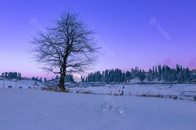 Solitude in a Snowy Landscape in Gulmarg, Kashmir, India