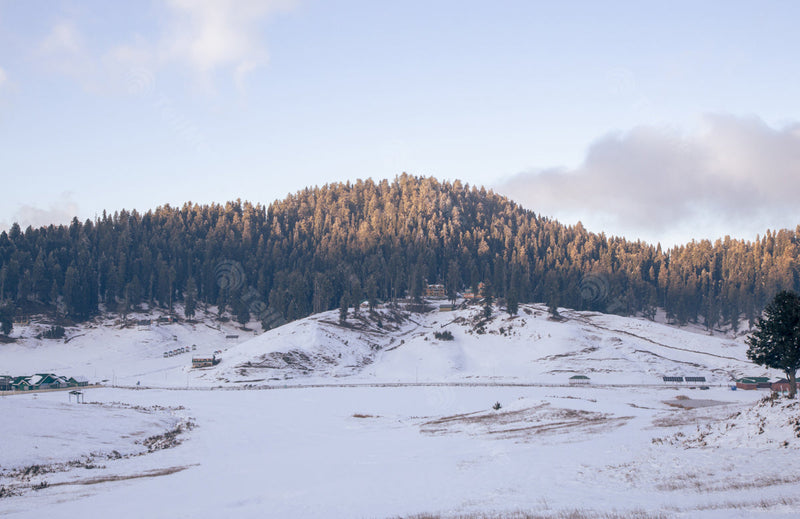 Winter Sun and Snowy Trees: A Serene Scene in Gulmarg, Kashmir, India