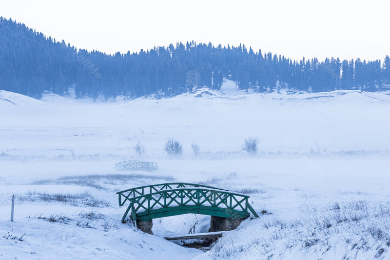 Snow-Capped Bridges and Pine Tree Forest in Serene Setting in Gulmarg, Kashmir, India