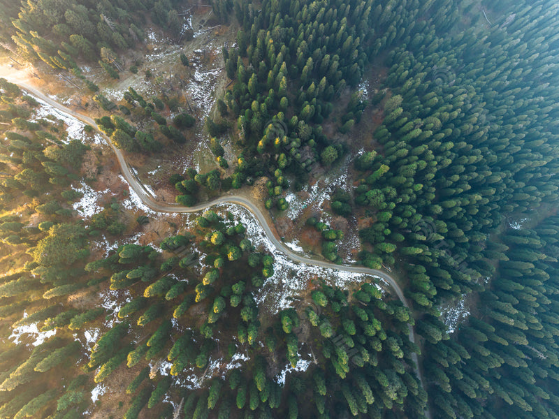 An incredible aerial view of Gulmarg tall pine trees, in Kashmir, India