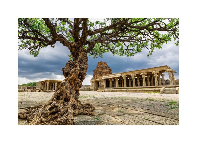 Ancient Frangipani: Majestic Tree Amidst Temple Ruins in Hampi, Karnataka