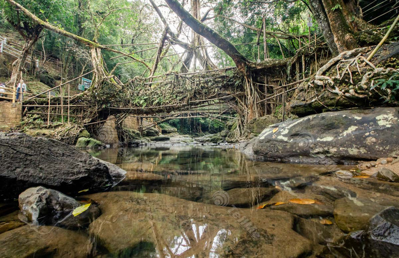 Living Root Bridge: Reflecting Natural Heritage, a Meghalayan Marvel