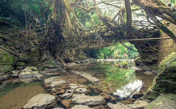 A Hidden Gem for Tourists: Exploring the Living Root Bridge in Mawlynnong, Meghalaya