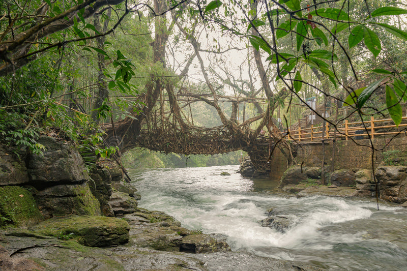Double Decker Living Root Bridge: A Natural Marvel East Khasi Hills Meghalaya