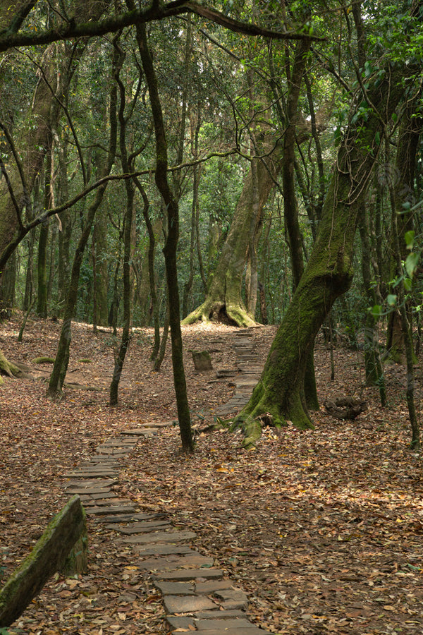 Green Immersion: Uneven Steps to Towering Trees Shillong Meghalaya